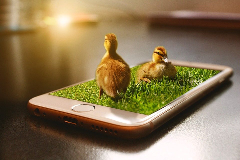 apple ios iphone with two live ducks coming out of the screen