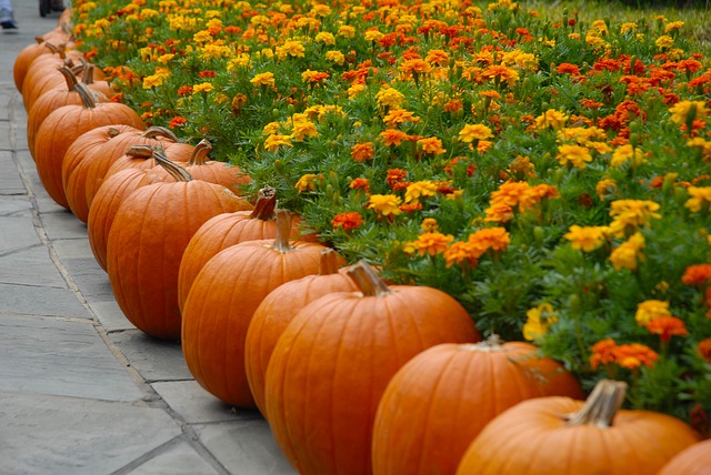 line of pumpkins around a bed of flowers representing the holiday season