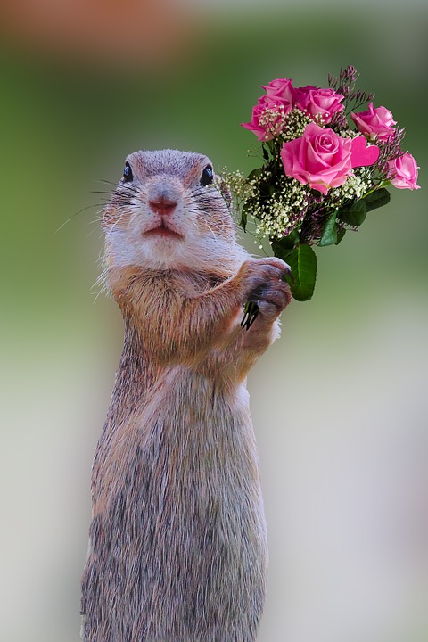 esquirol que sosté un ram de flors per inspirar els voluntaris