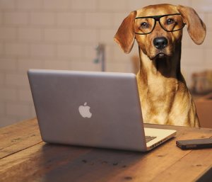 FreeConference Dog with Computer