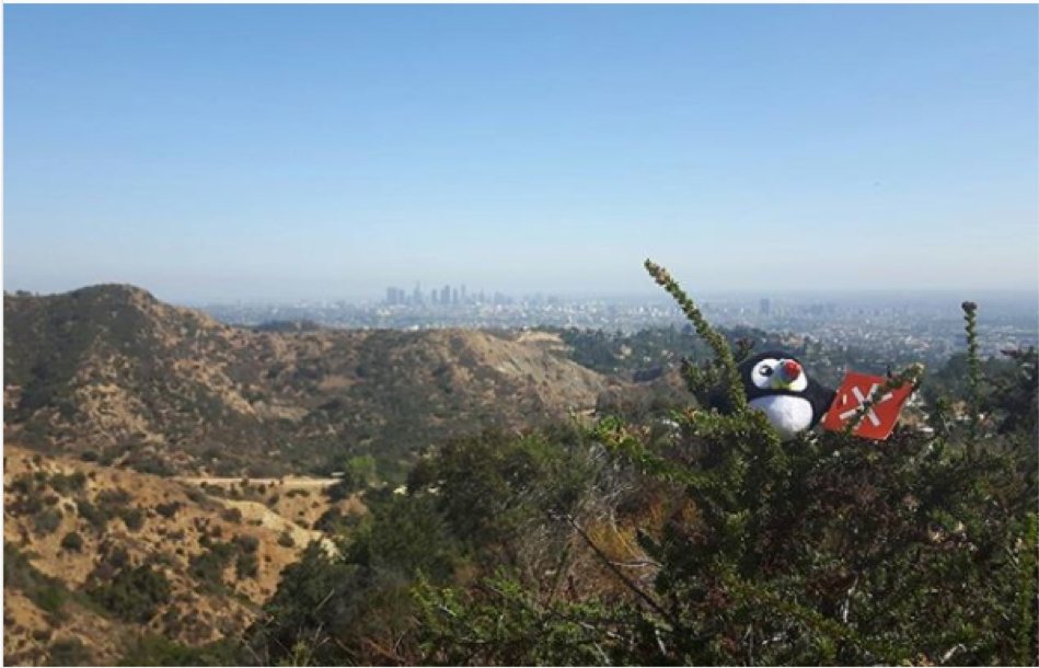 Los Angeles-Puffin